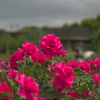 薔薇の開花が進んでいます