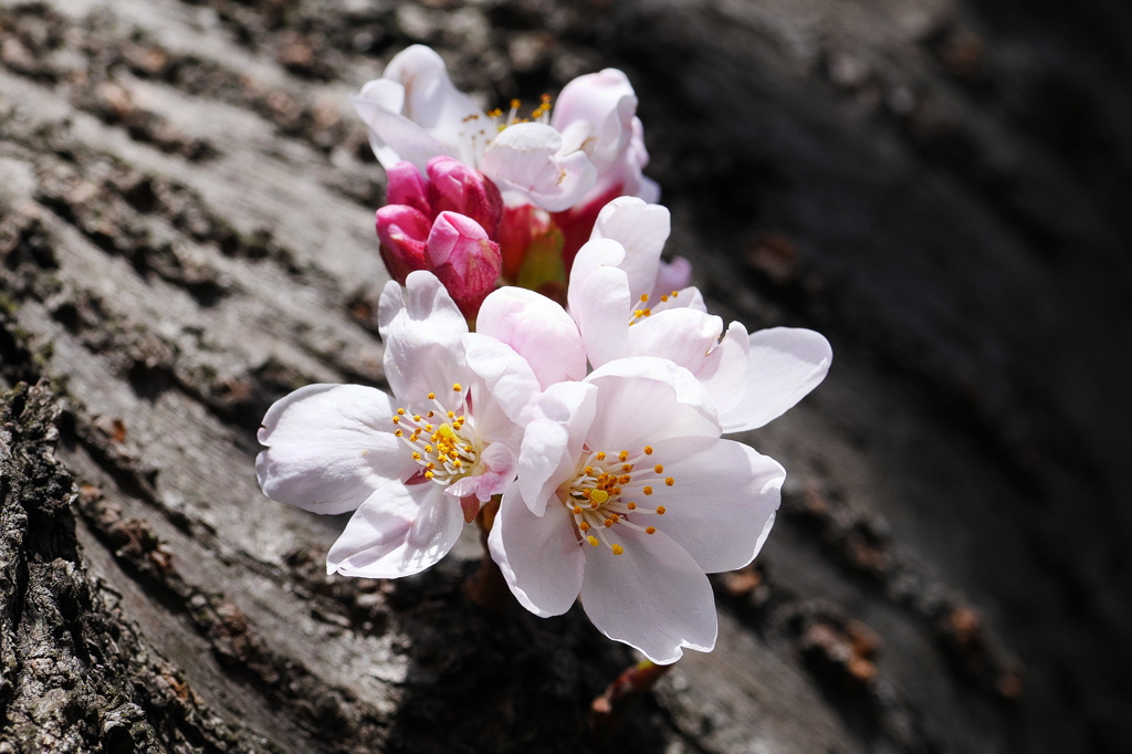 開花しました（染井吉野）