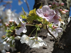 大島桜'20