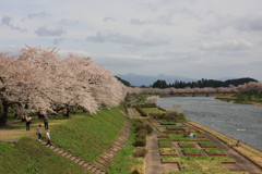桧木内川堤の桜並木（’１２）