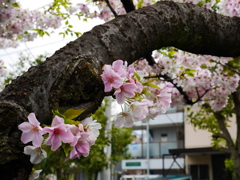 大島桜