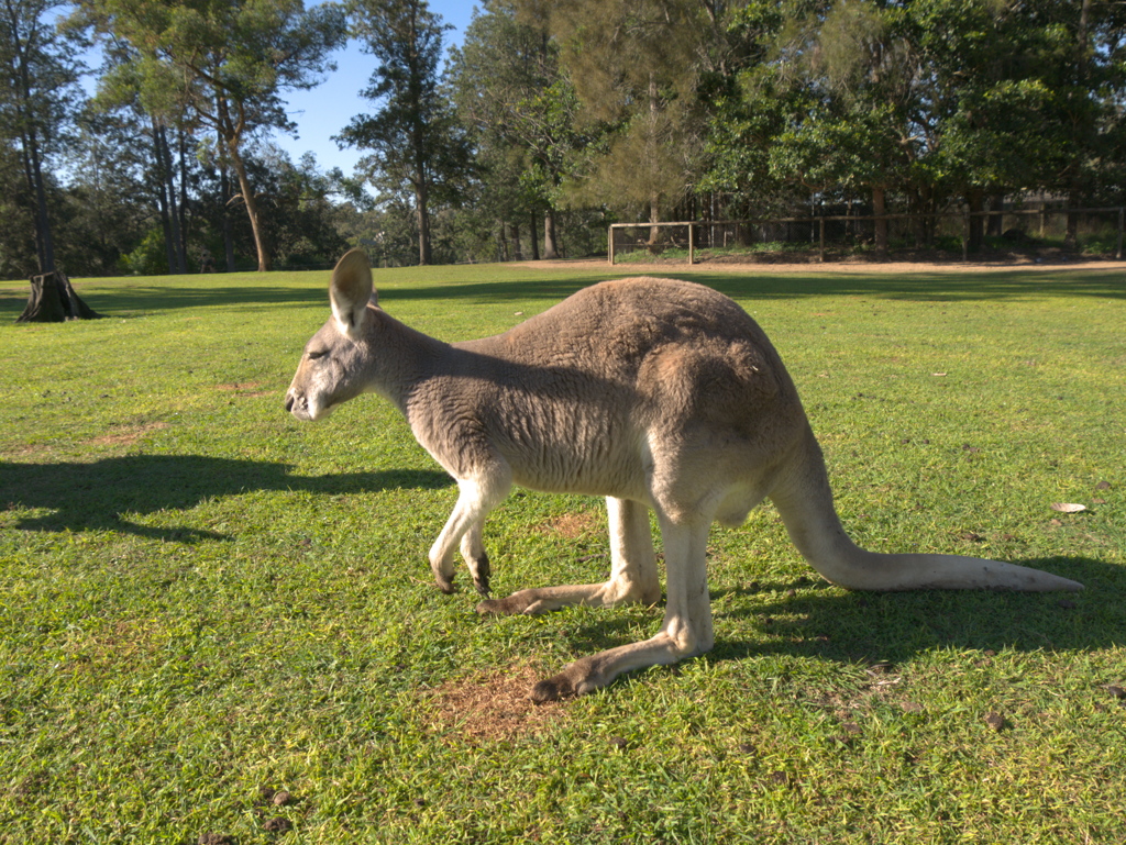 カンガルー