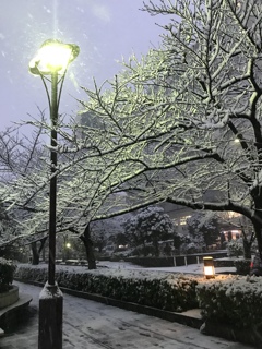 桜並木の雪景色