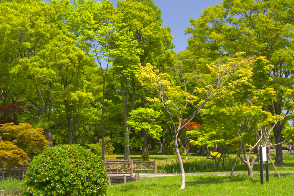 新緑の公園