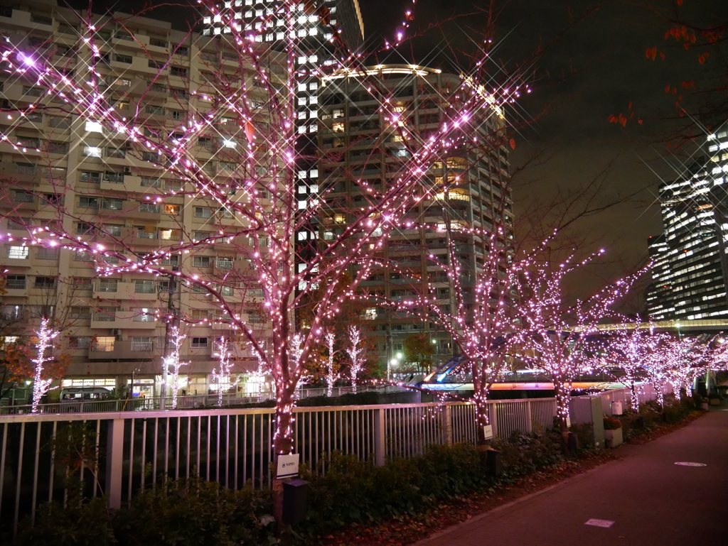 今年も咲いたね、冬の桜