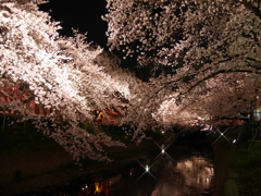 夜桜'16②