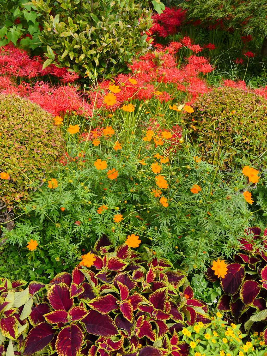 秋の花壇