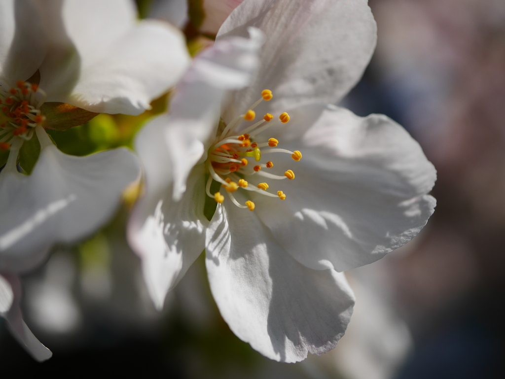大島桜
