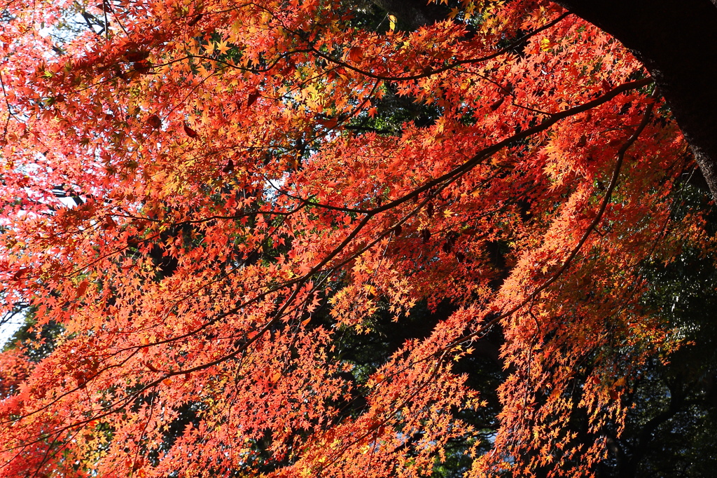 紅葉映える