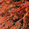 紅葉映える