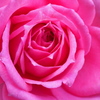 薔薇（オーバーナイトセンセーション）