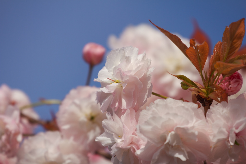 八重の桜