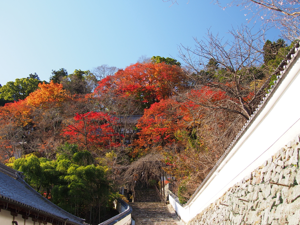 長谷寺の紅葉（’１６）