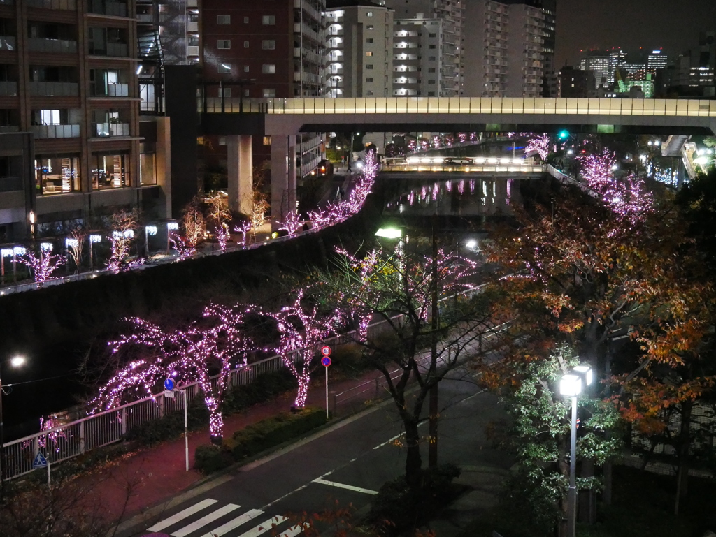 今年も咲いたね、冬の桜