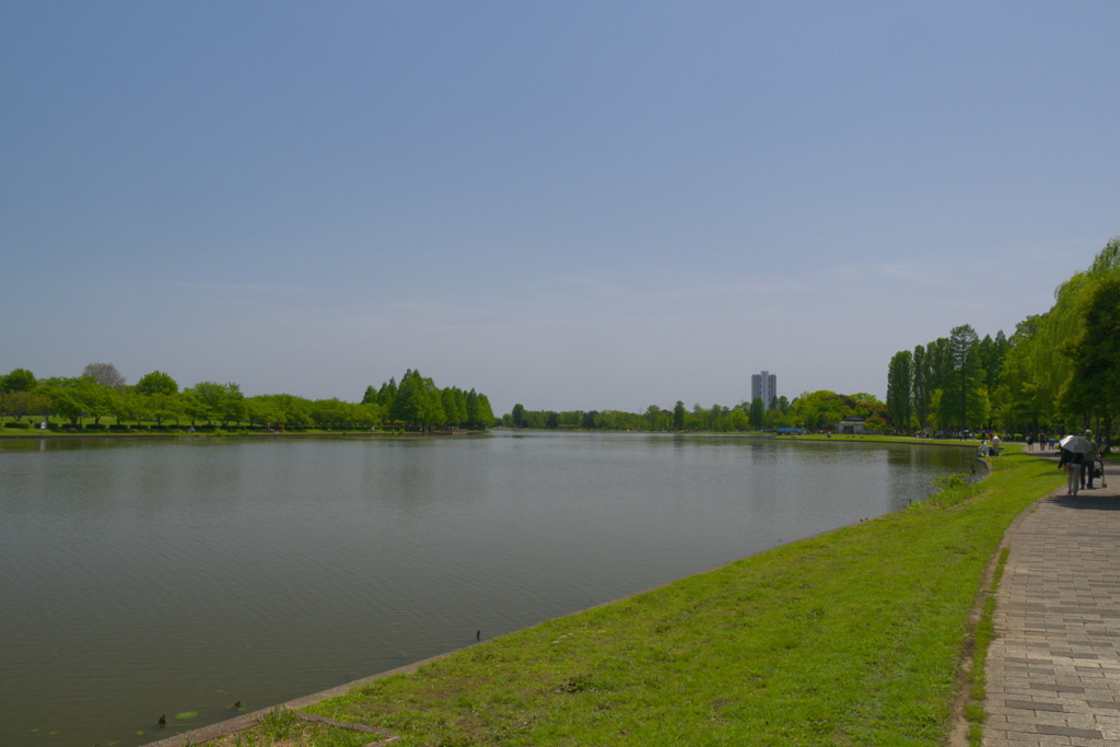 新緑の公園