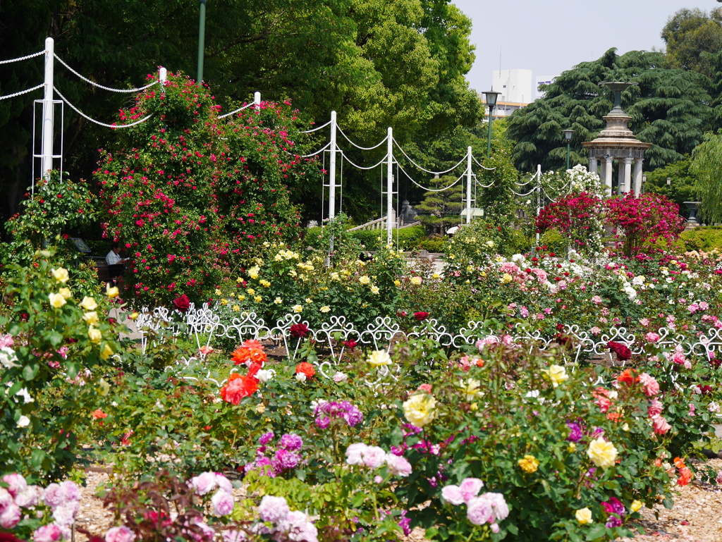 5月の薔薇園（’１７）