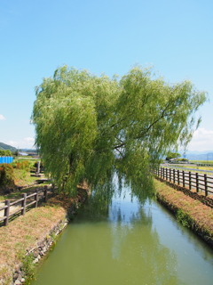 堀川用水