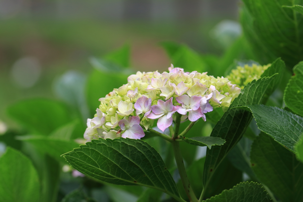 紫陽花が見頃です