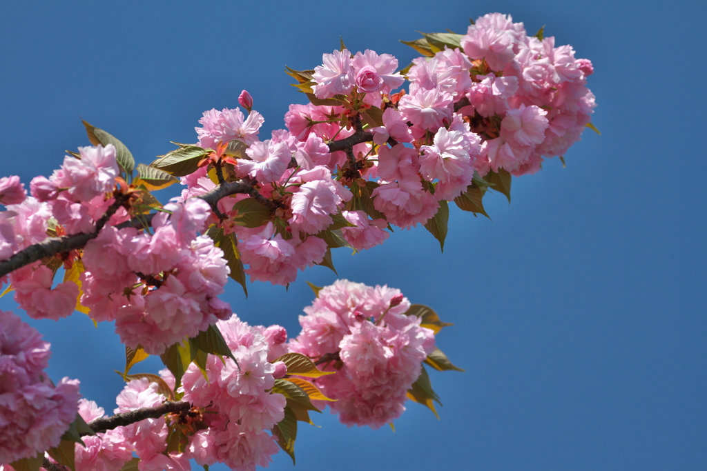 八重桜