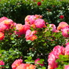 薔薇園