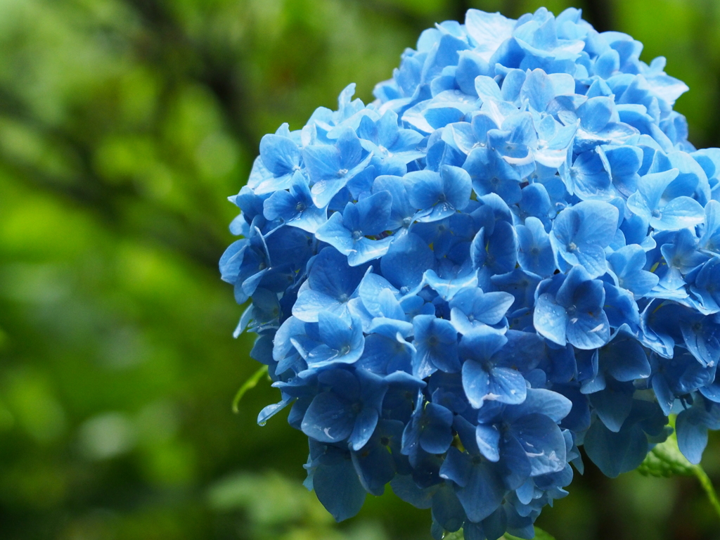 雨と紫陽花