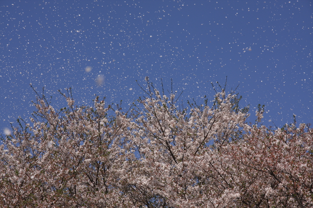 桜吹雪