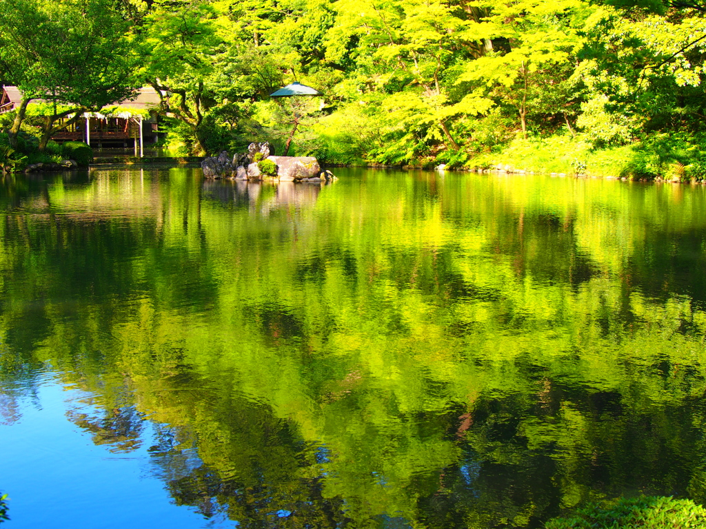 新緑の兼六園（’１６）