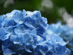 雨と紫陽花