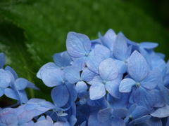 雨と紫陽花