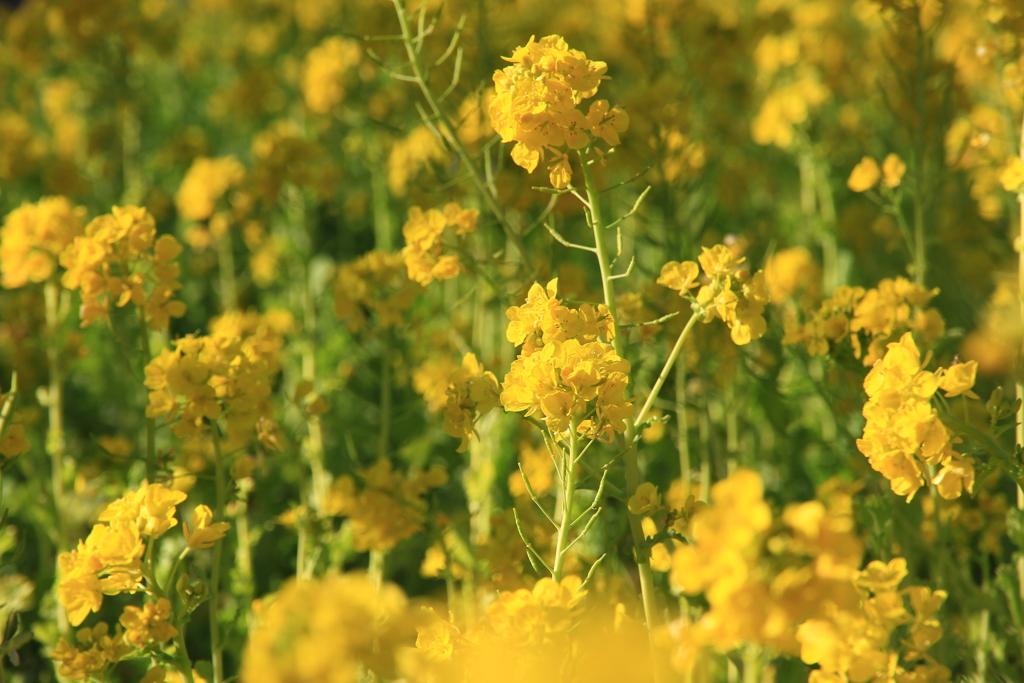 菜の花