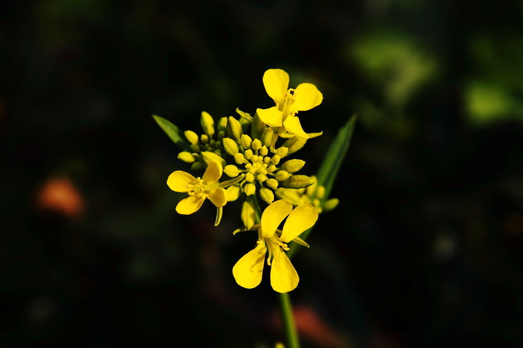 菜の花