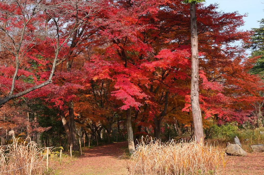 嵐山渓谷