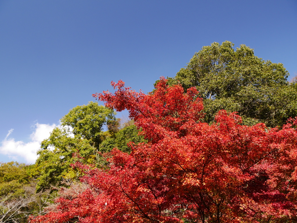 岩屋堂公園の紅葉'16 ④