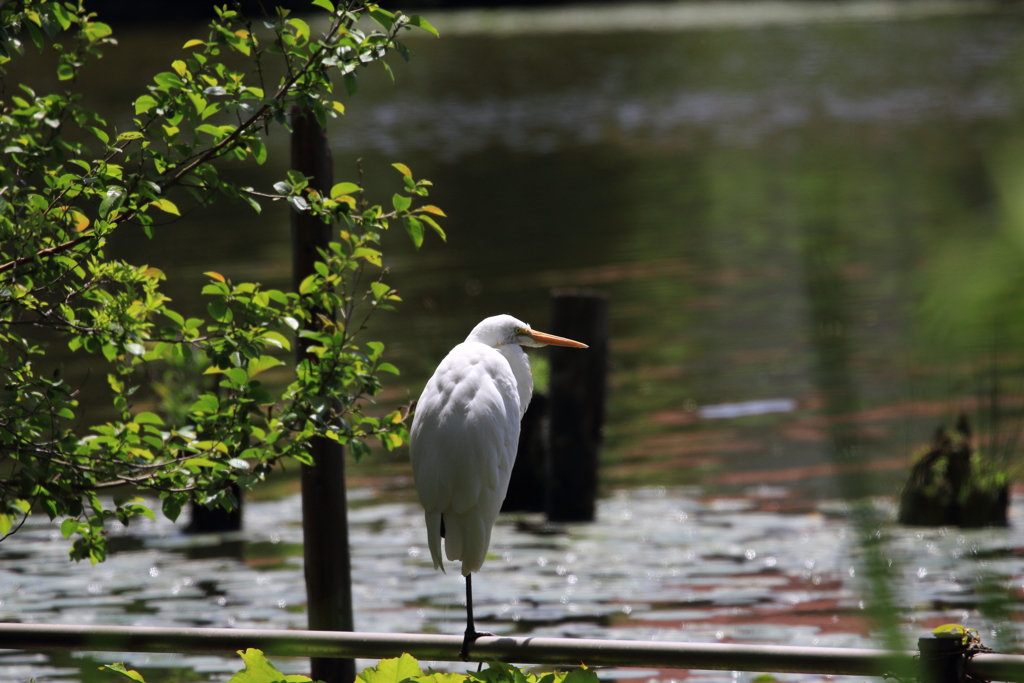 新緑の公園