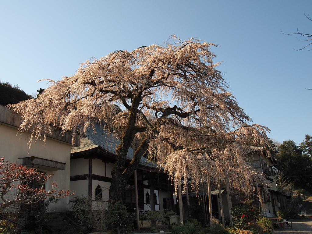 龍源院 枝垂れ桜