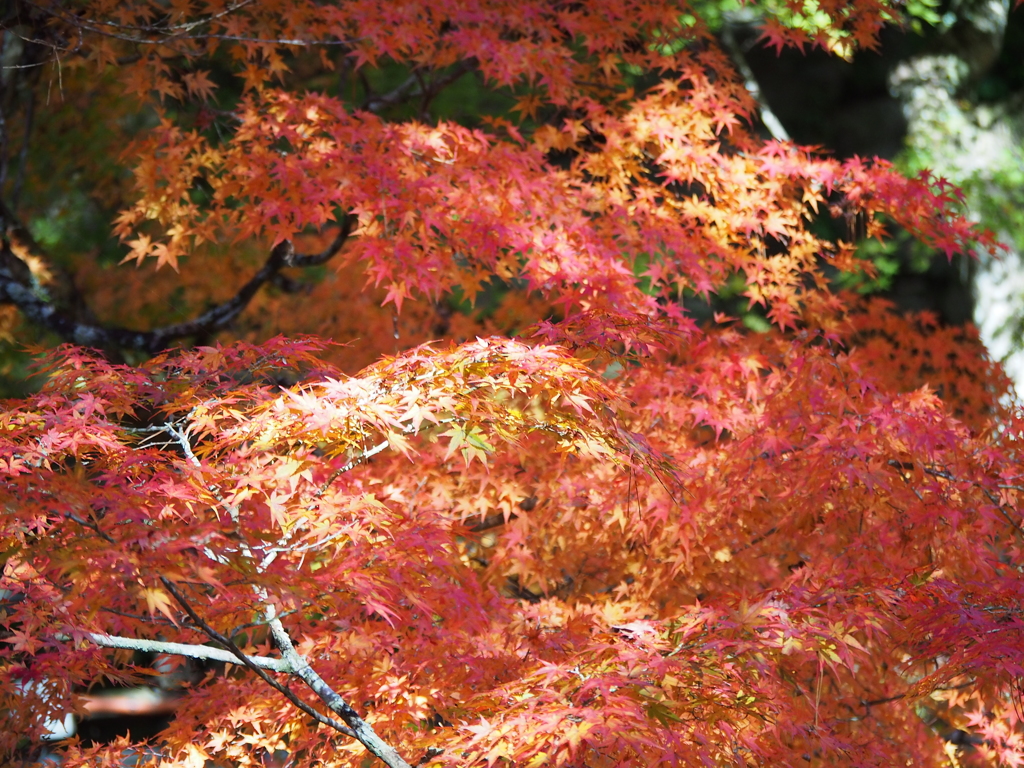 岩屋堂公園の紅葉'16 ⑥