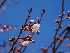 染井吉野が咲いています
