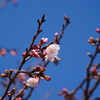 染井吉野が咲いています