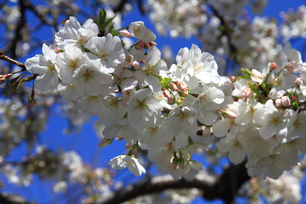 大島桜'20