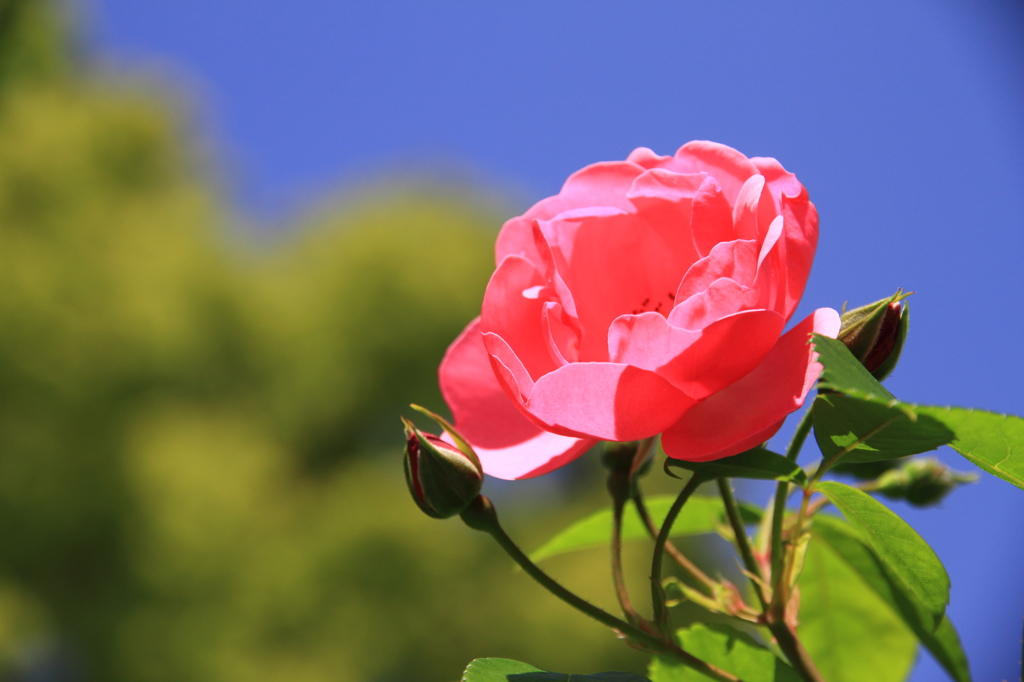 薔薇の季節