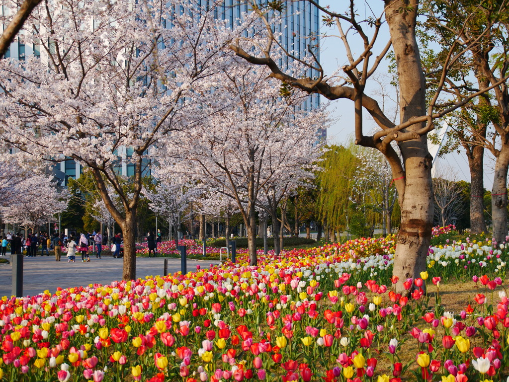チューリップと桜