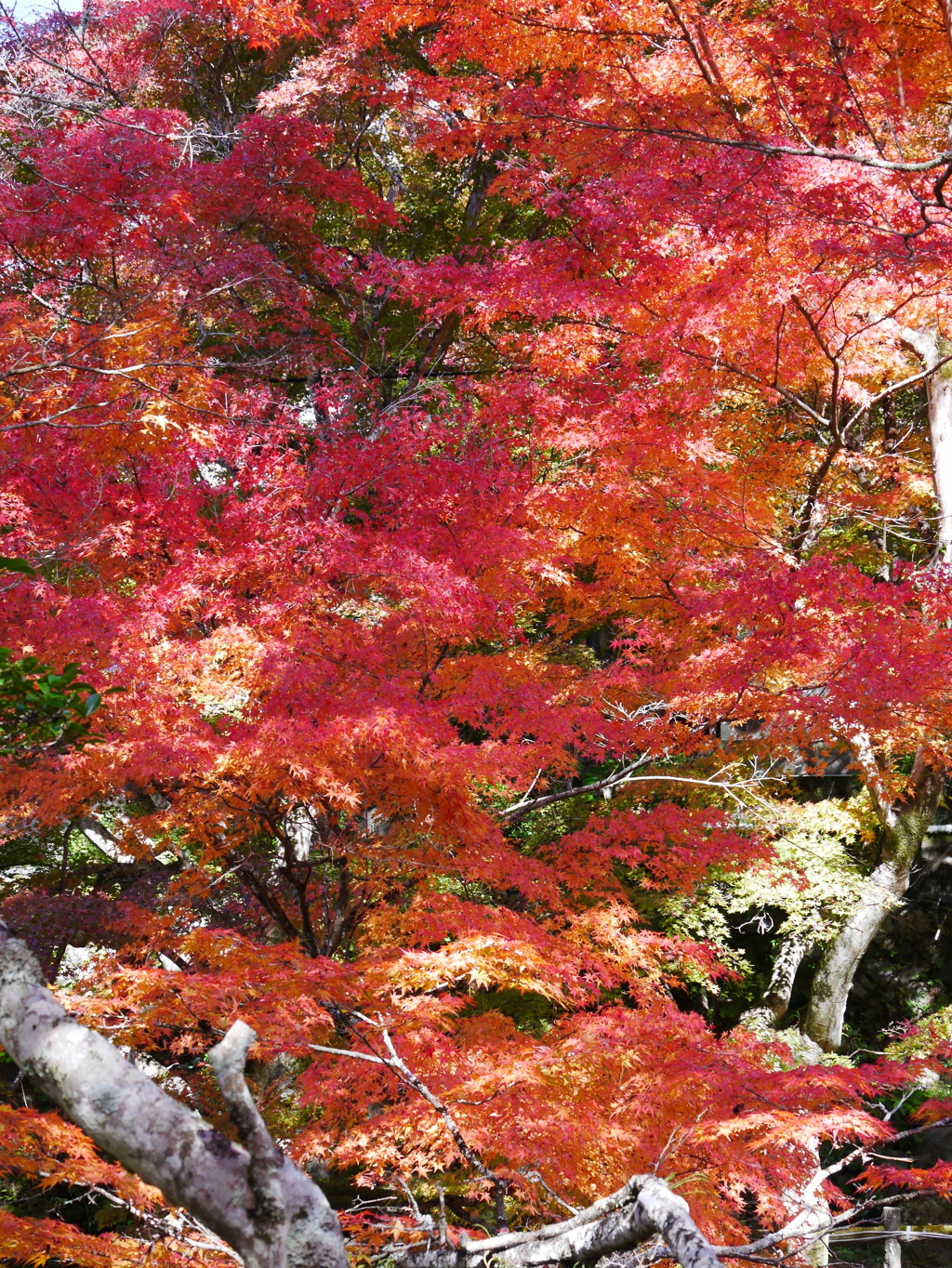 岩屋堂公園の紅葉'16 ①