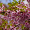 河津桜