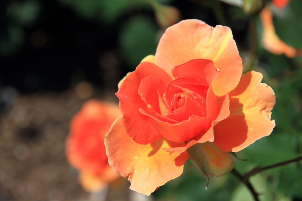 薔薇の季節