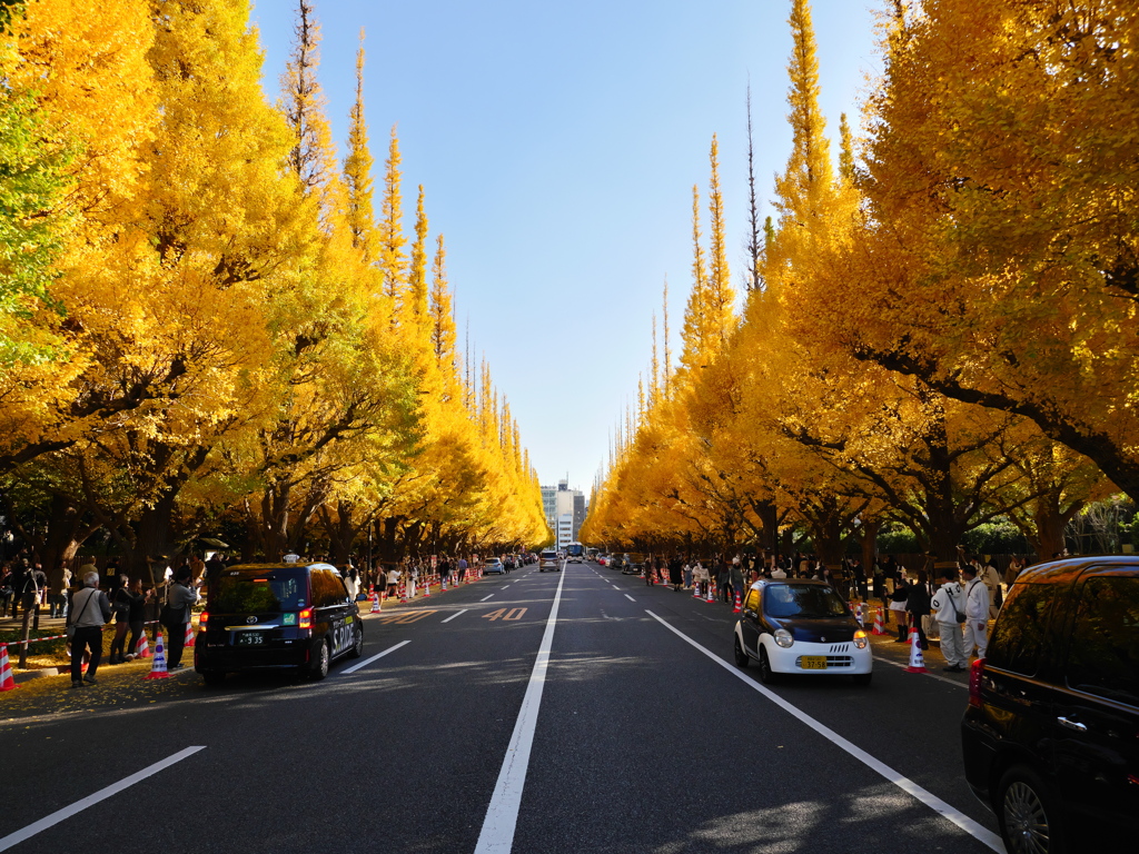 外苑前銀杏並木