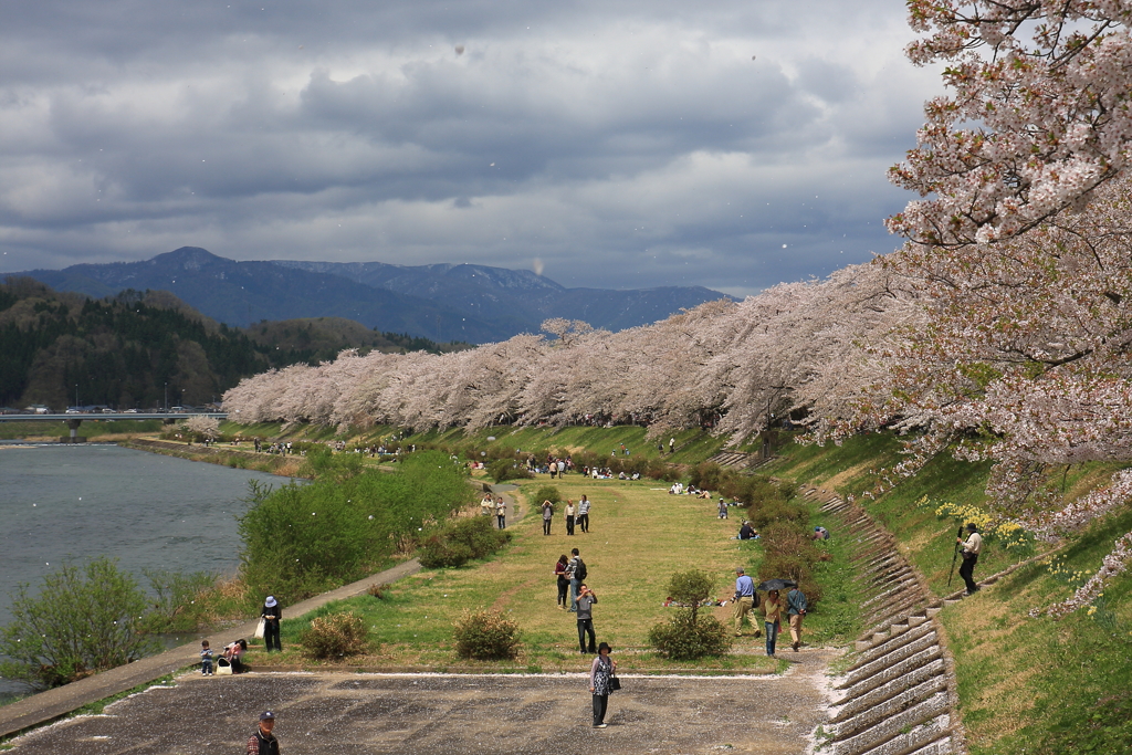 桧木内川堤の桜並木（’１２）