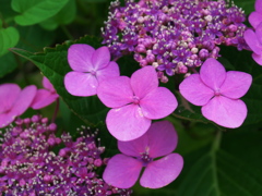 紫陽花真っ盛り