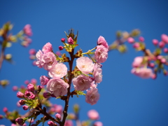 八重桜