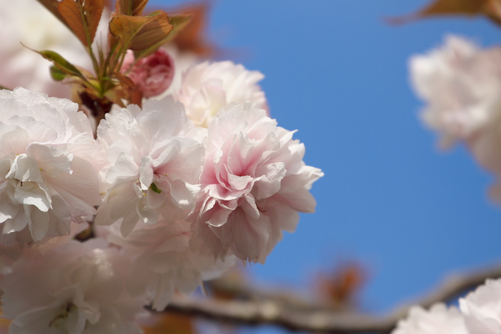 八重の桜