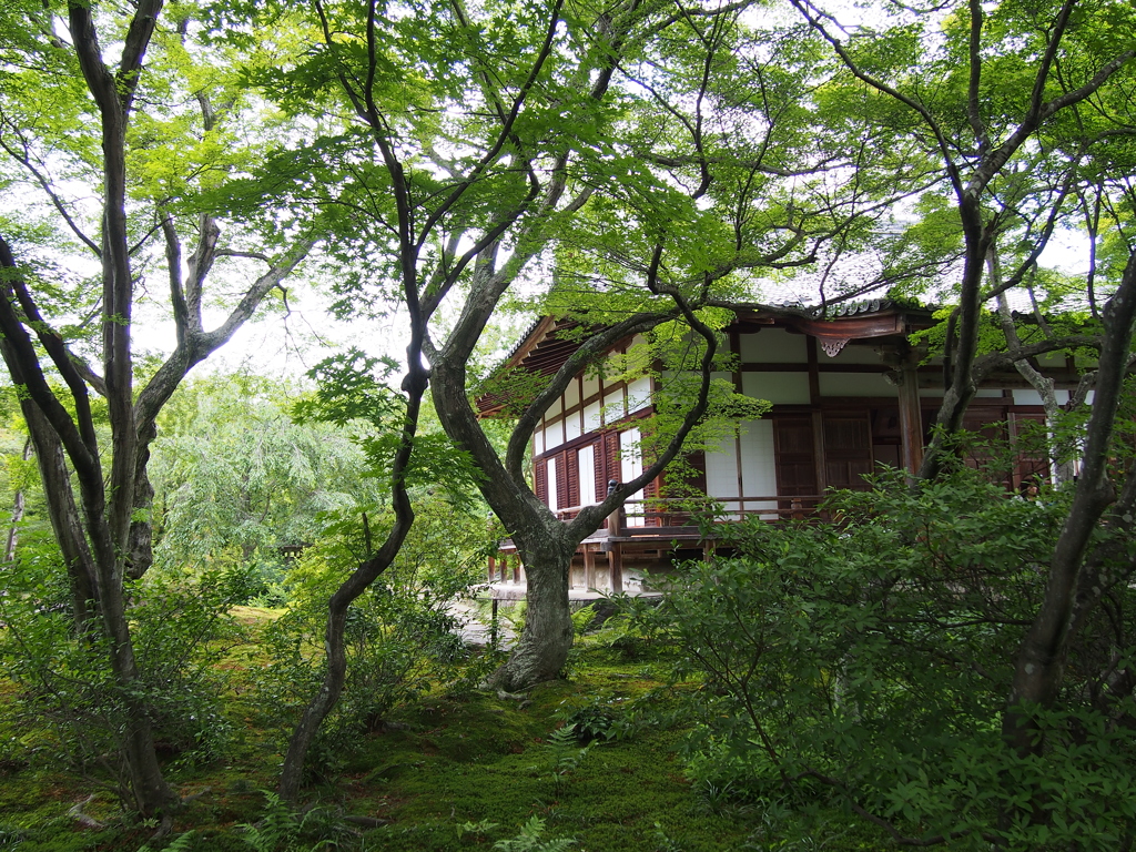 宝筐院　初夏